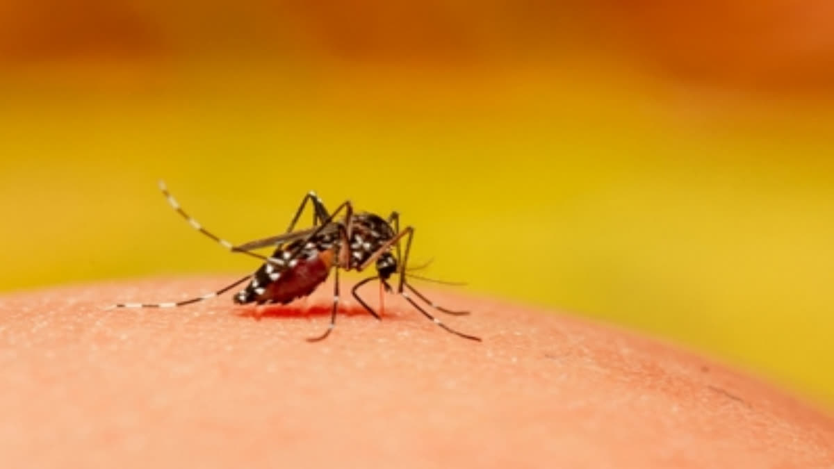 Rising temperatures will drive dengue dengue cases in America