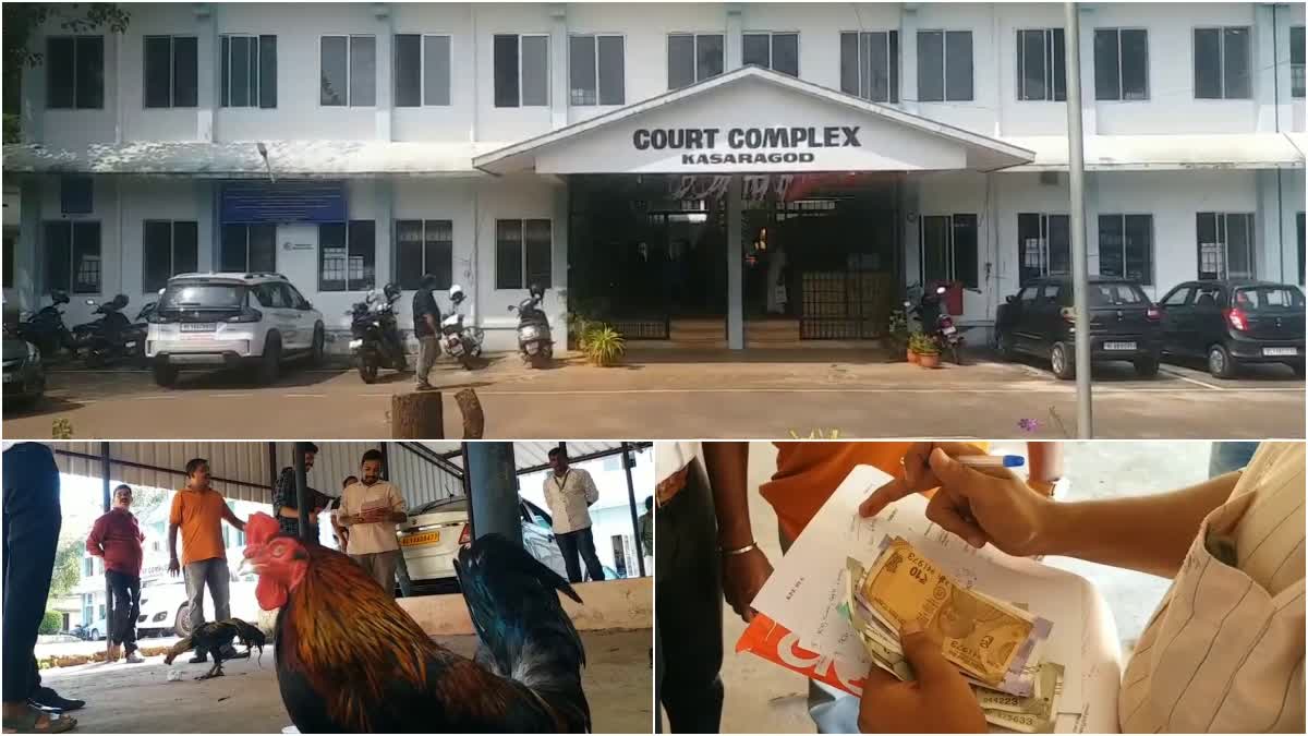 Kasaragod District Court  Authorities Auctioned 4 Fighter Cocks Seized by Police