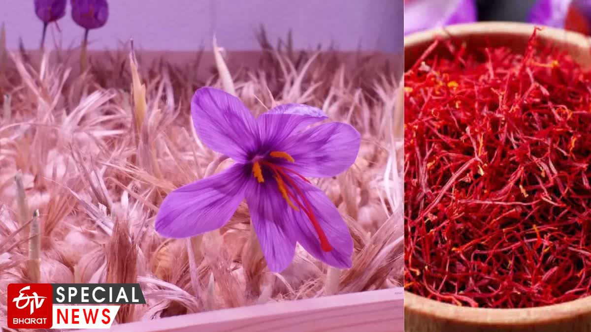 Saffron Farming Nagpur