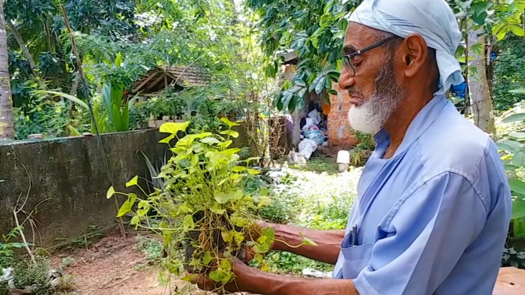 green-pioneer-vannanguni-abubakar-he-has-more-than-50-medicinal-herbs