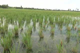 crops_are_drying