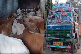 Illegal cattle transportation