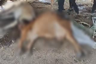 Cow Died In Pune