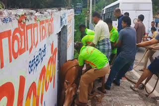 fire safety department safely rescued the cow trapped in the road barrier