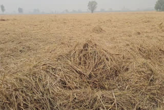 Farmers of Faridkot protested against straw management arrangements