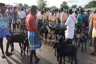 manapparai goat market