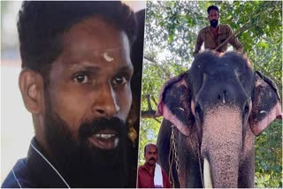 Elephant Kills Its Mahout In Thrissur  Elephant Kills Its Mahout  Guruvayur Elephant Camp  Elephants In Guruvayur Camp  Elephant Attacks  ആനയുടെ ആക്രമണത്തില്‍ പാപ്പാന്‍ മരിച്ചു  ആനയുടെ കുത്തേറ്റ് പാപ്പാന്‍ മരിച്ചു  ഒറ്റക്കൊമ്പന്‍ ചന്ദ്രശേഖരന്‍  ഗുരുവായൂര്‍ ആനക്കോട്ട  കെഡി ലിസ്‌റ്റിലുള്ള ആനകള്‍