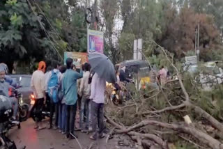 Fell Trees at Zahirabad  Due to Rain