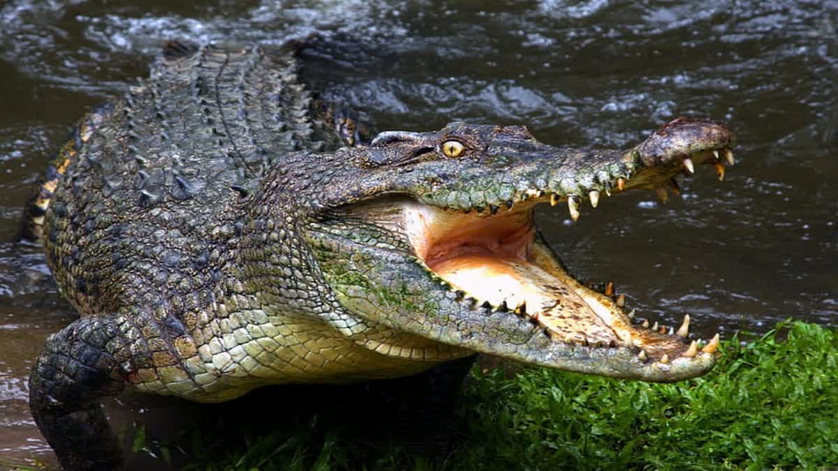 SHIVPURI CROCODILE ATTACK