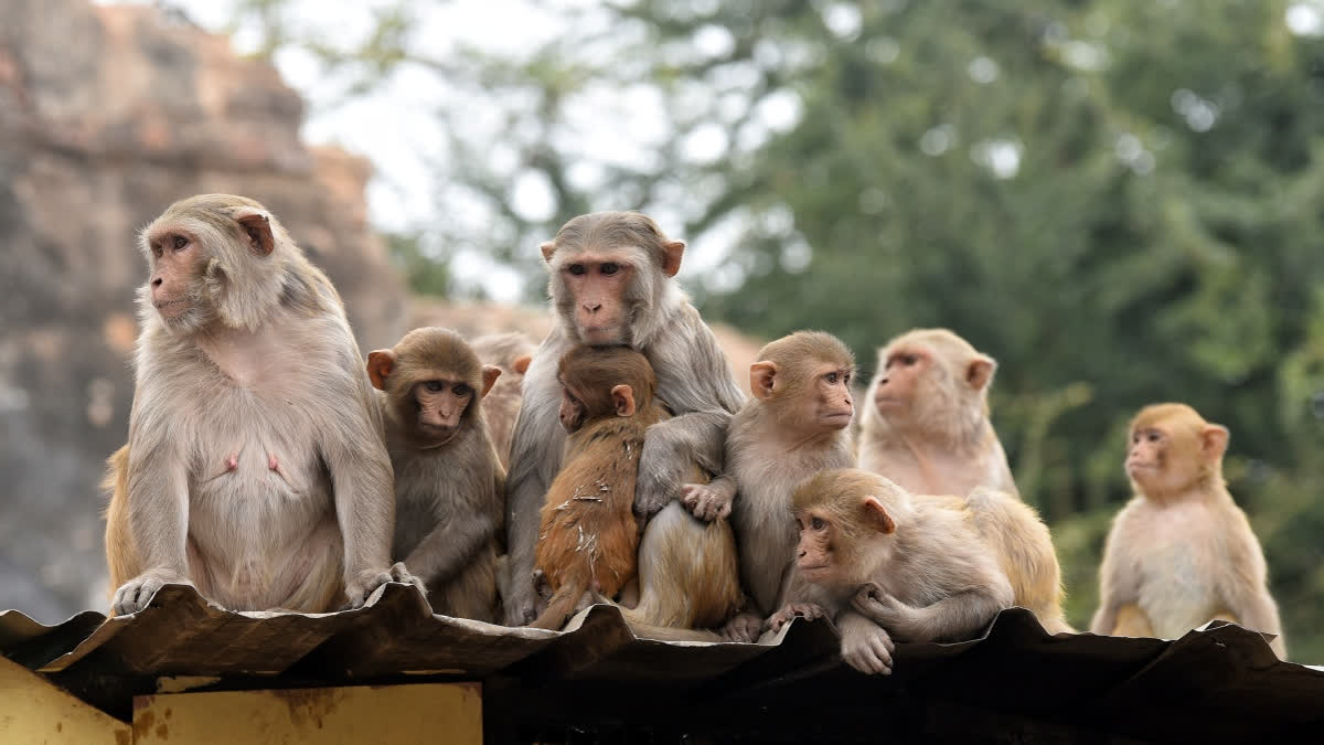 43 monkeys escaped a South Carolina medical research facility, but police say there is no danger to the public. Alpha Genesis is working to recapture them.