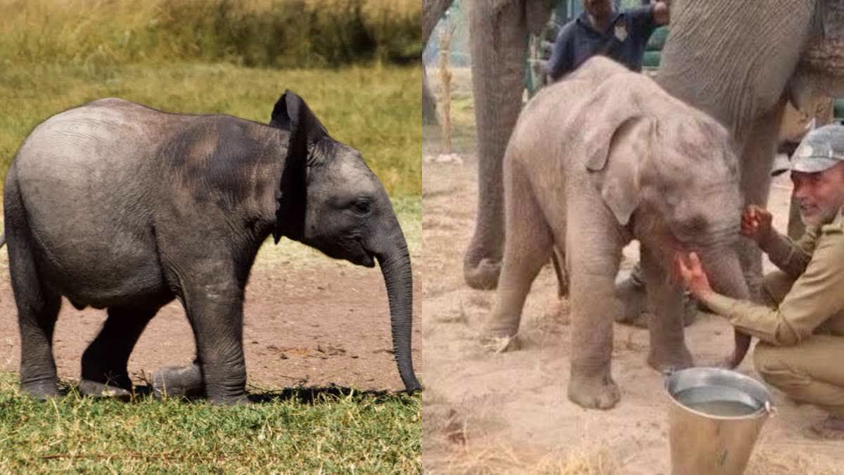 BANDHAVGARH BABY ELEPHANT SEPARATE HERD