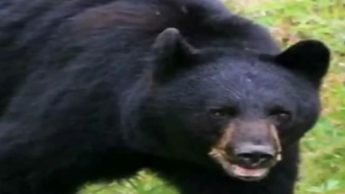 BEAR ATTACK ON PERSON