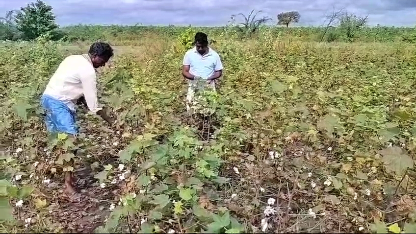 ನಾಶಗೊಂಡಿರುವ ಹತ್ತಿ ಬೆಳೆ.