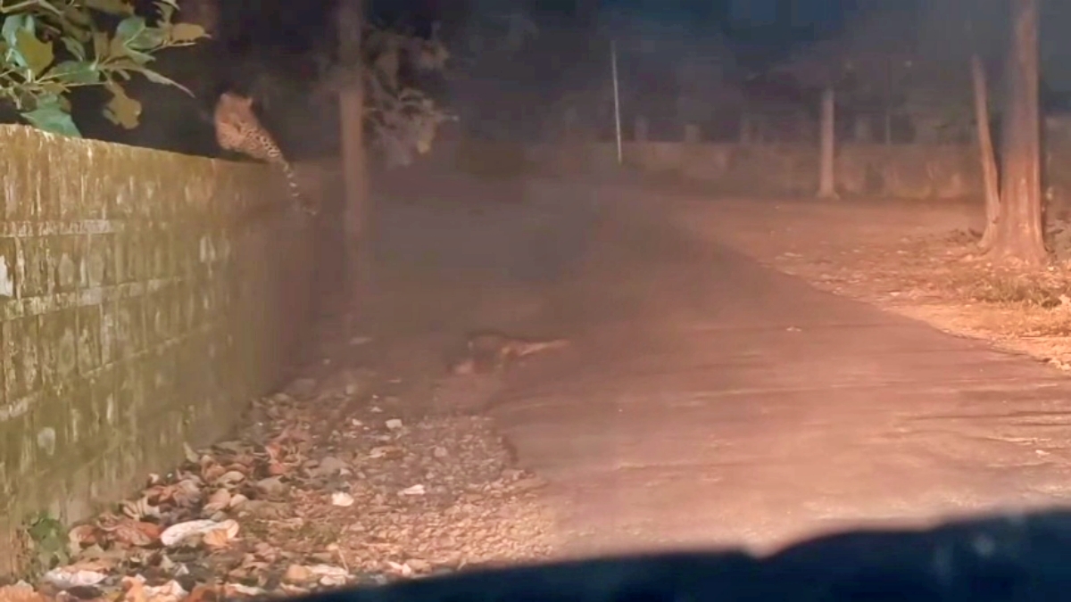 Leopard in Bihta patna