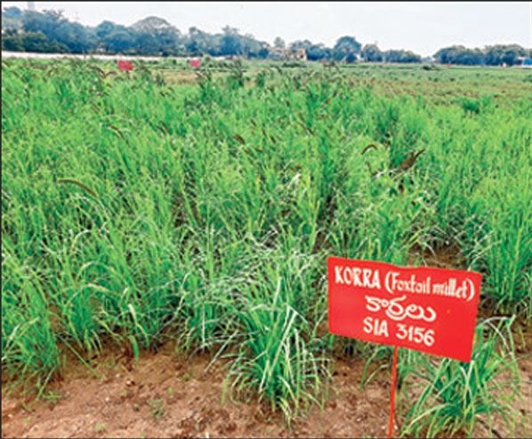 Small Grains cultivation