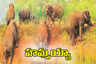 Elephants Unity in Parvathipuram District