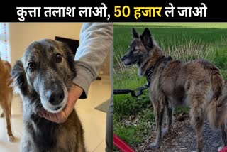 up agra tourist couple increases reward from rs 10000 to rs 50000 for lost dog latest update