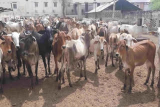 Gopastami festival  in Rajasthan