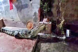 Crocodile IN bhagalpur