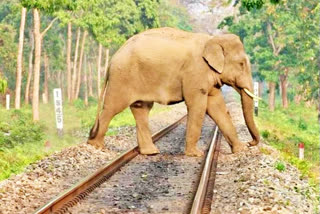 File Photo of an elephant crossing railway track