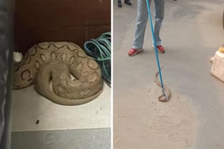 snake found in Haryana Assembly