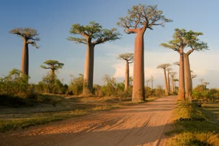 Baobab tree