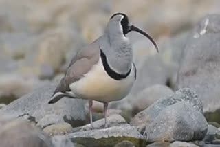 Ibisbill Bird