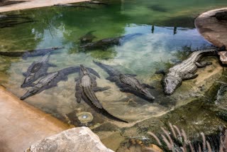 Ian Botham falls into crocodile-infested water