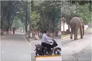 ELEPHANT GURUKUL KANGRI UNIVERSITY