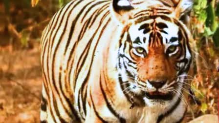 Tiger dies in Chhattisgarh