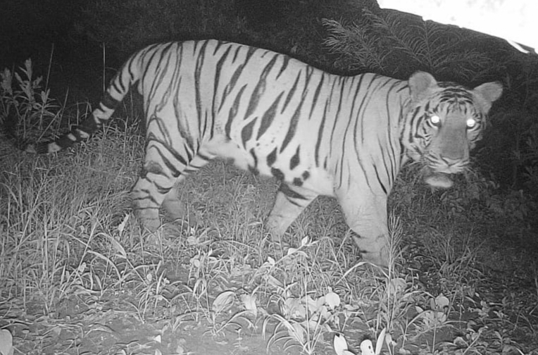 new tiger in Sahyadri Tiger Reserve