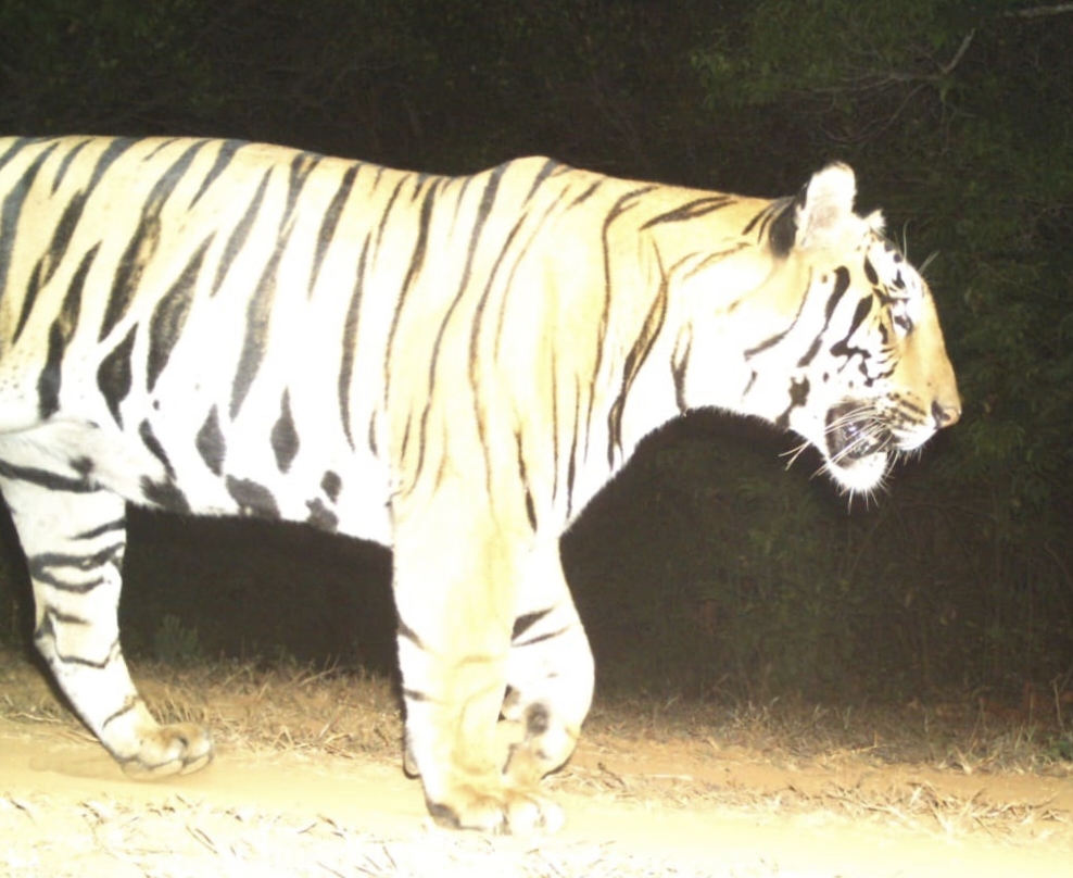 new tiger in Sahyadri Tiger Reserve