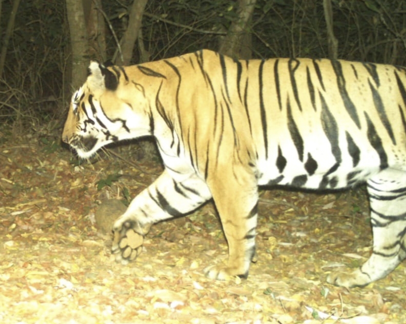 new tiger in Sahyadri Tiger Reserve