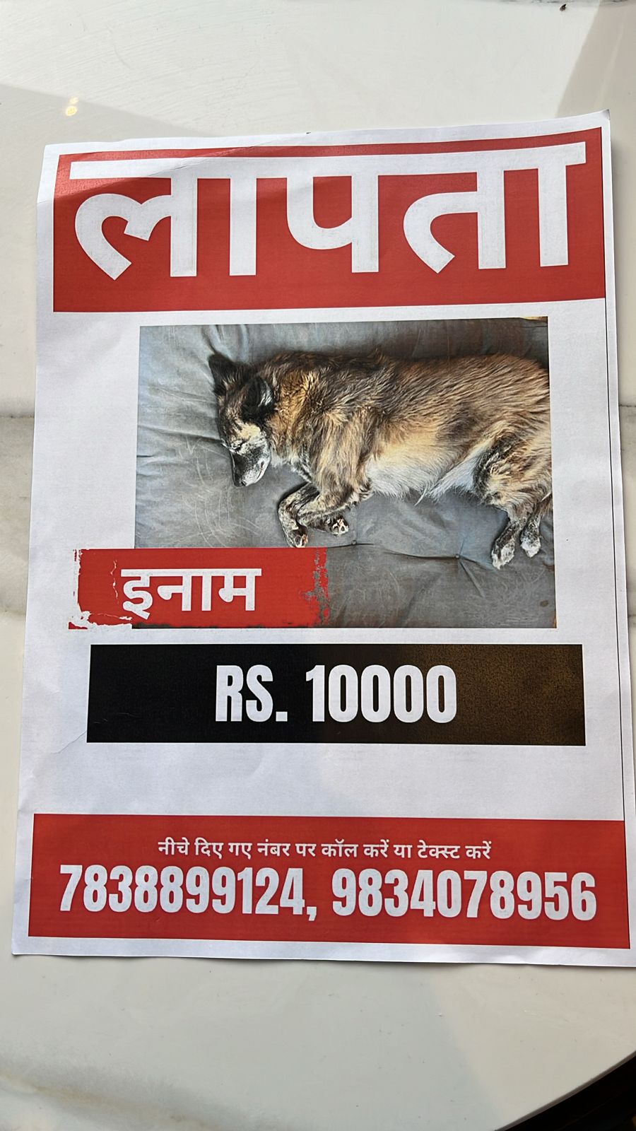 up agra tourist couple increases reward from rs 10000 to rs 50000 for lost dog latest update