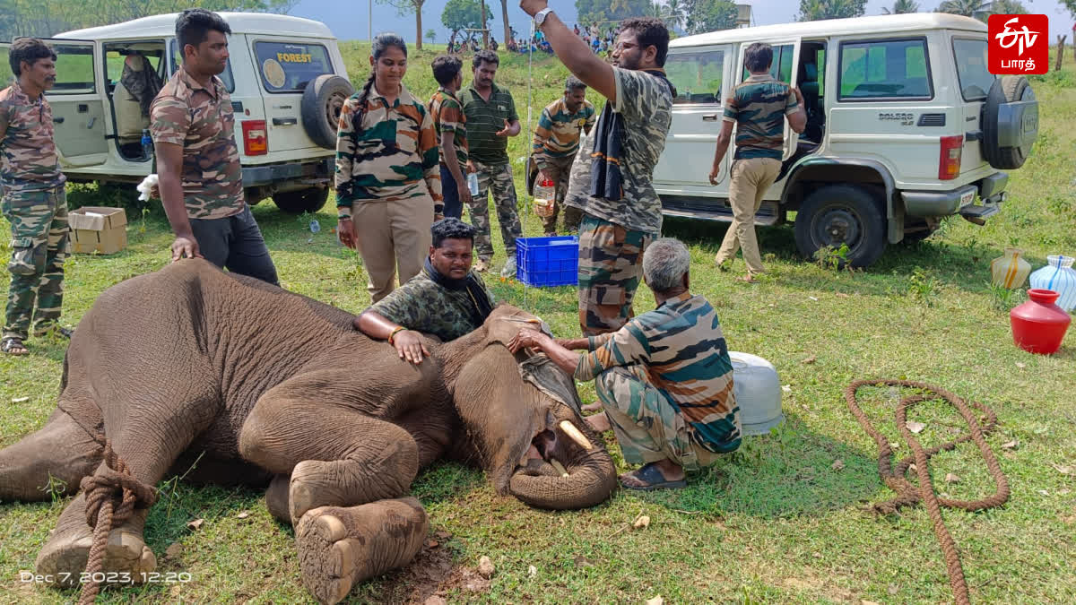 ஈரோட்டில் காயத்துடன் திரிந்த குட்டியானைக்கு சிகிச்சை அளித்த வனத்துறை