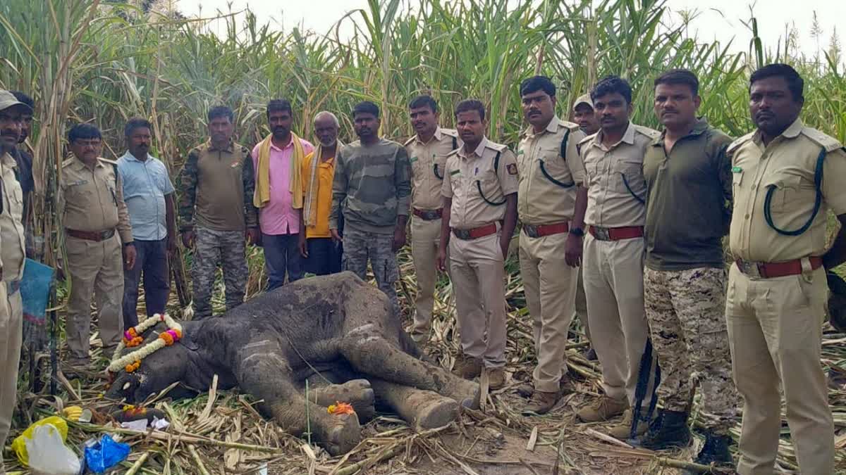 Mysterious death of wild elephant cub in Kalaghatagi forest area