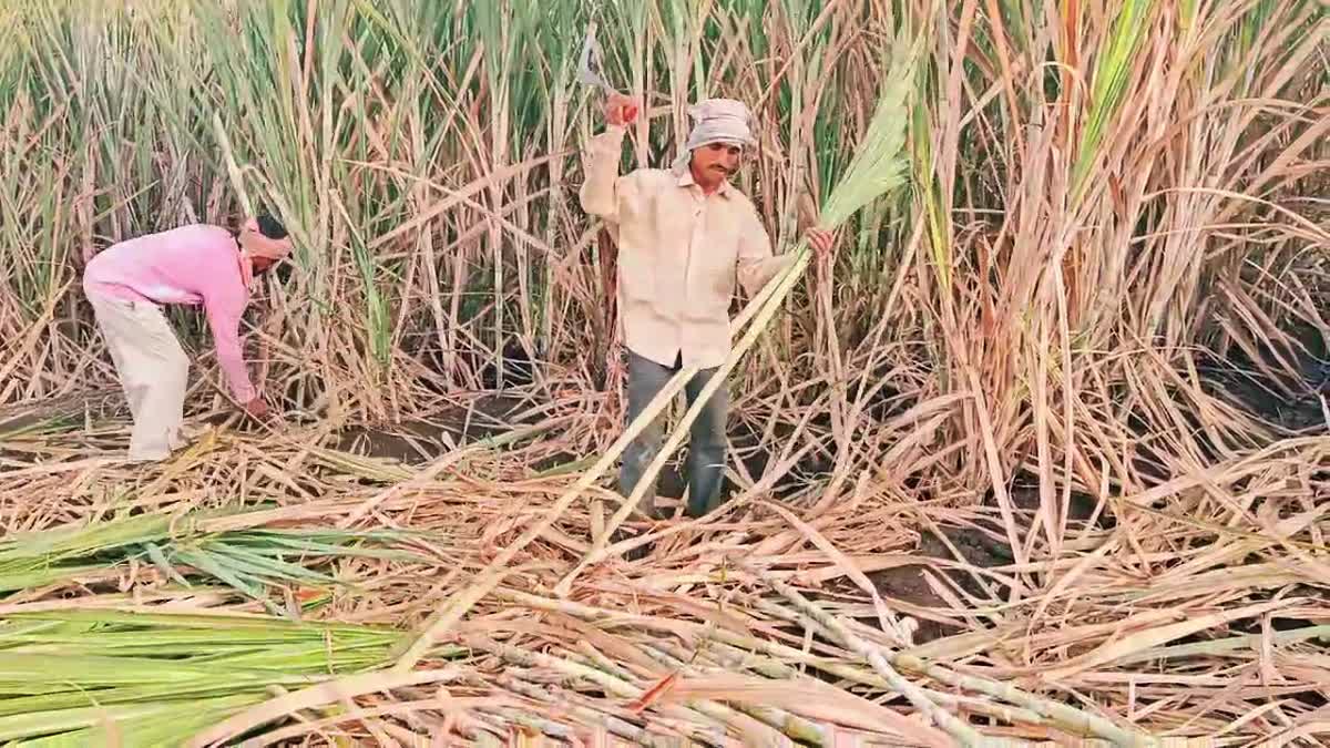 Sugarcane harvesting workers ​