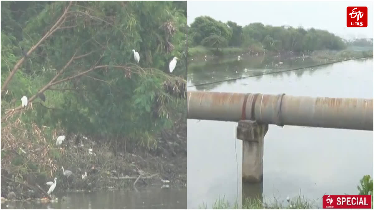 Pallikaranai wetland is affected by Veerangal canal flood water with garbage