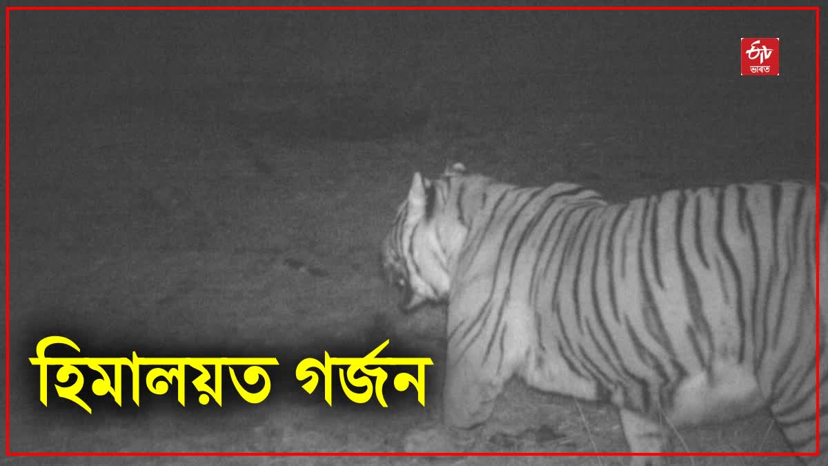 Royal Bengal Tiger Spotted in Sikkim