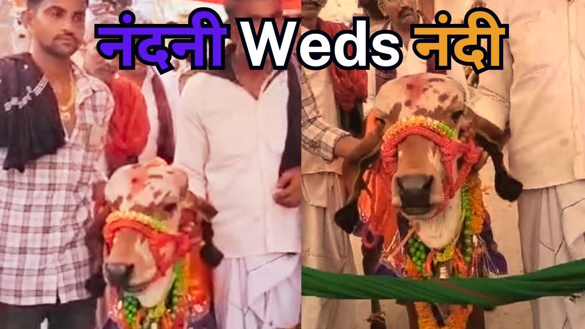 Bull Cow Wedding In Madhya Pradesh