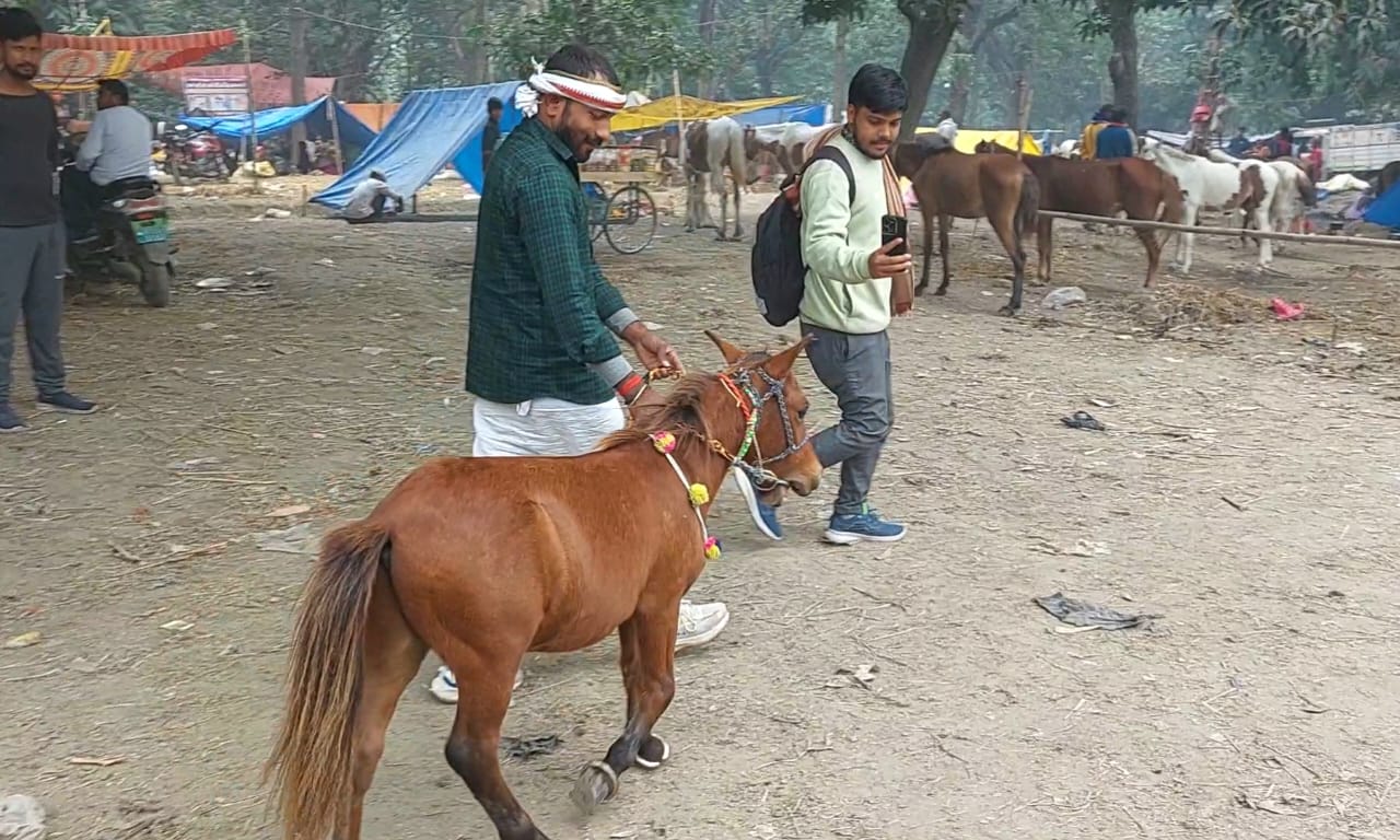 सोनपुर में मेले में दो फीट के घोड़े ने मन मोह लिया
