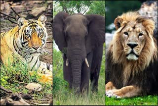 293 people killed in tiger attacks  2657 in elephant attacks  last five years  Lion died last three years  5 ವರ್ಷಗಳಲ್ಲಿ ಹುಲಿ ದಾಳಿಗೆ 293  ಆನೆ ದಾಳಿಗೆ 2657 ಜನ ಸಾವು  3 ವರ್ಷದಲ್ಲಿ 400 ಸಿಂಹಗಳು ಸಾವು  ಆನೆ ಮತ್ತು ಹುಲಿ ದಾಳಿ  ರಾಜ್ಯ ಸಚಿವರು ಮೇಲ್ಮನೆ  ಸಂಸತ್ತಿನ ಚಳಿಗಾಲದ ಅಧಿವೇಶನ  ಮಾನವ ಮತ್ತು ವನ್ಯಜೀವಿ ನಡುವಿನ ಸಂಘರ್ಷ  ನೈಸರ್ಗಿಕ ಬೇಟೆಯ ನೆಲೆ