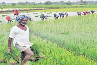 Rabi Season Cultivation in Telangana