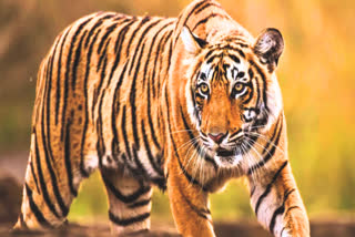 tigress returned after missing two and half years