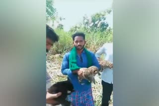 leopard cubs found