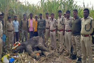 Mysterious death of wild elephant cub in Kalaghatagi forest area