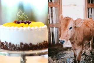 Shajapur Cow Calf Birthday Celebration