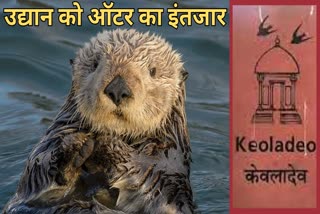 Keoladeo National Park awaits otter