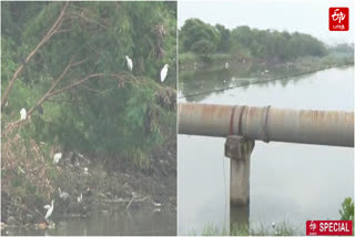 Pallikaranai wetland is affected by Veerangal canal flood water with garbage