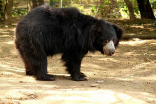 Jamwant Yojna In Chhattisgarh